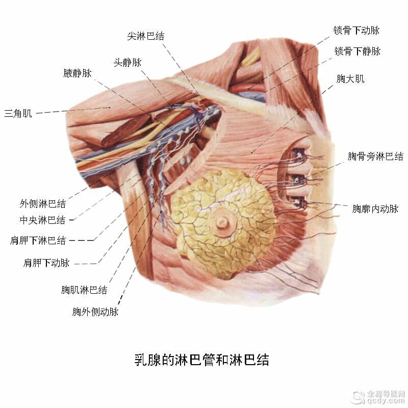 女子患漿細胞性乳腺炎潰爛不愈 年輕女性高發多因乳管畸形